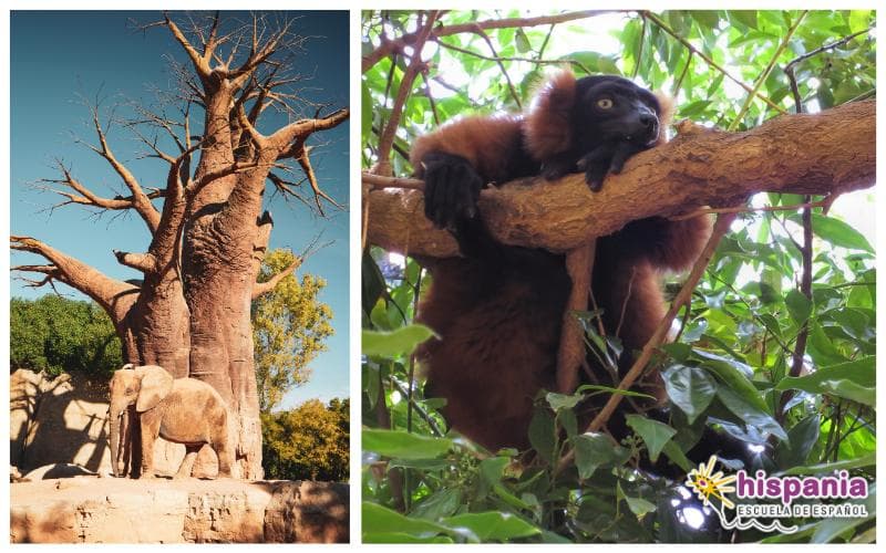 Der Bioparc: Der größte Zoo Europas befindet sich in Valencia