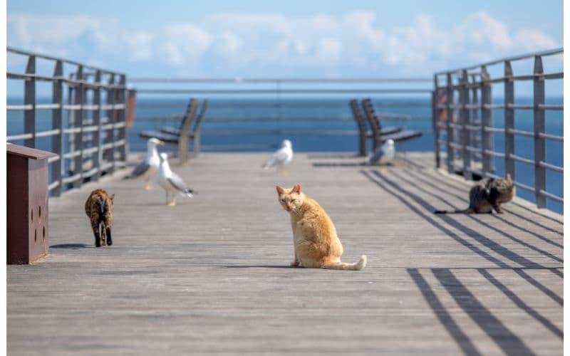 Story of a seagull and the cat that taught him to fly